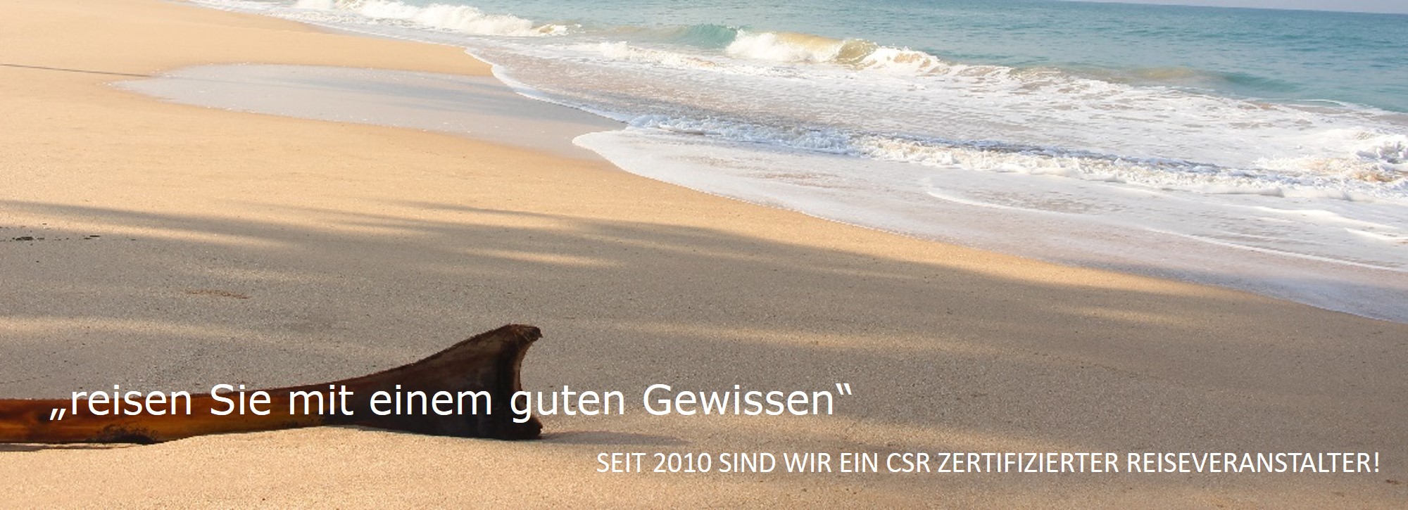 Palmblatt am Strand