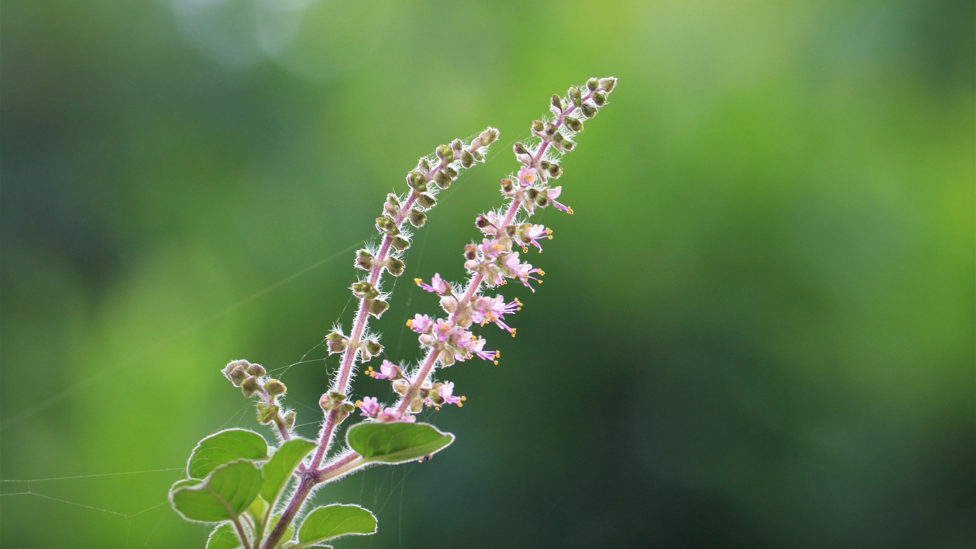 Tulsi