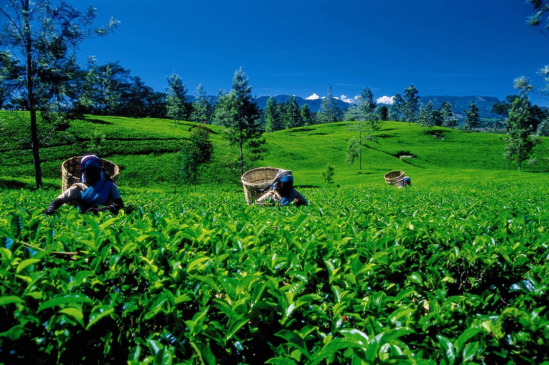 Tee Sri Lanka