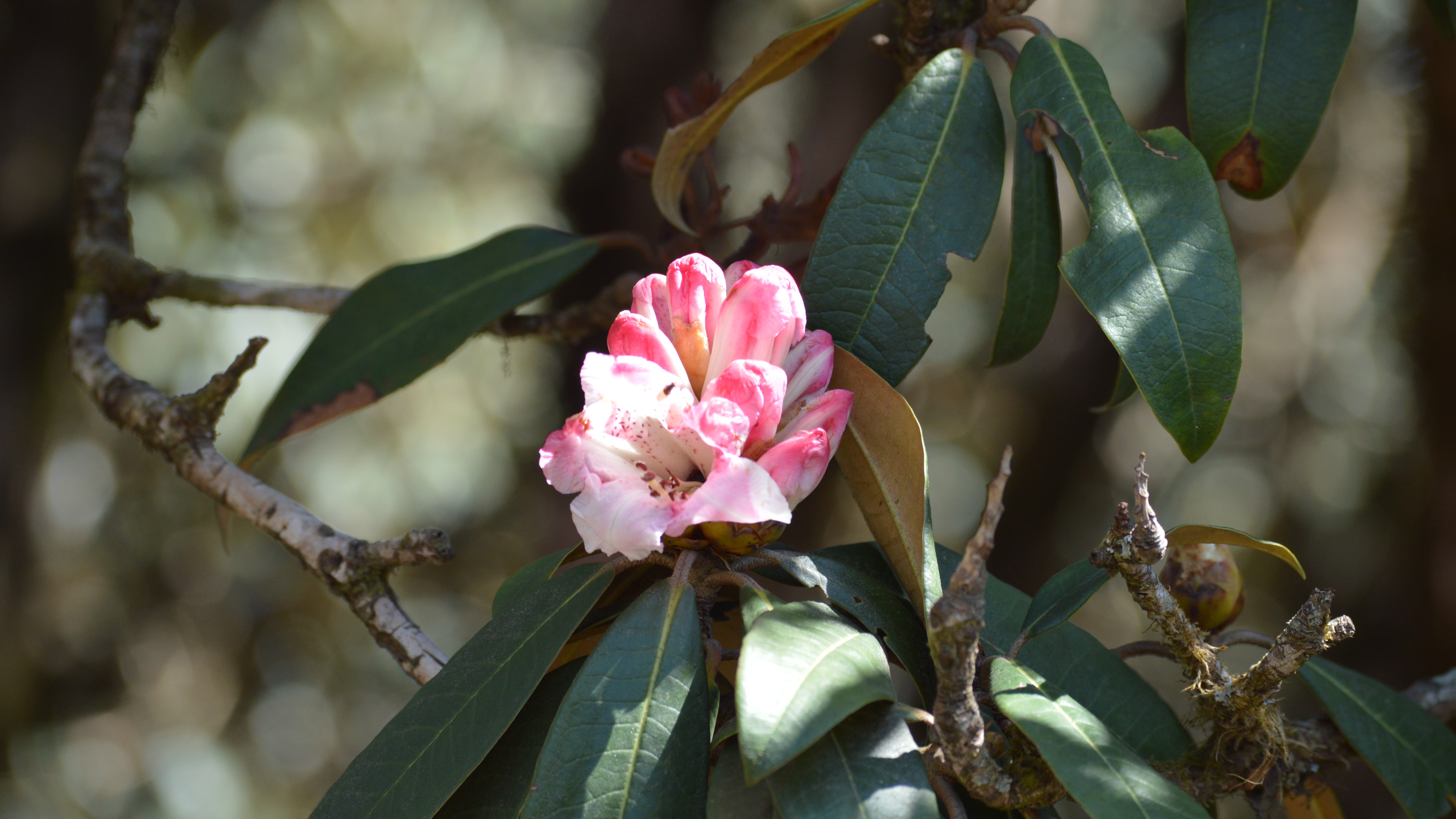 Rhododendron