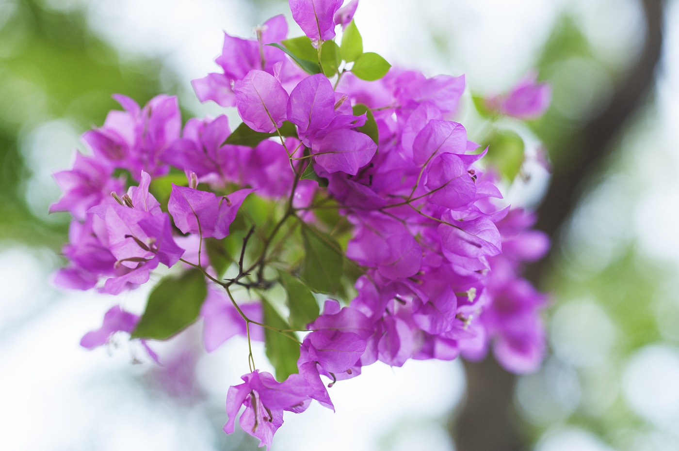 Bogenvilla