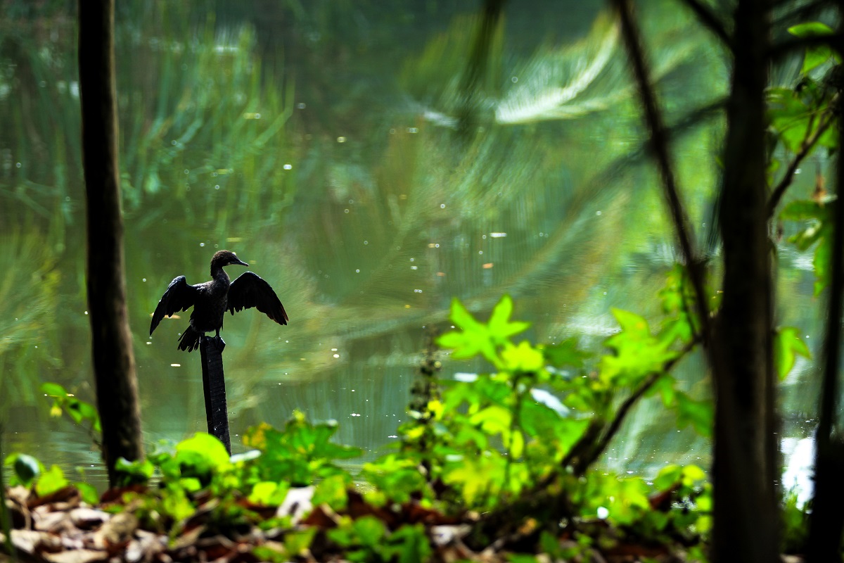 Backwaters