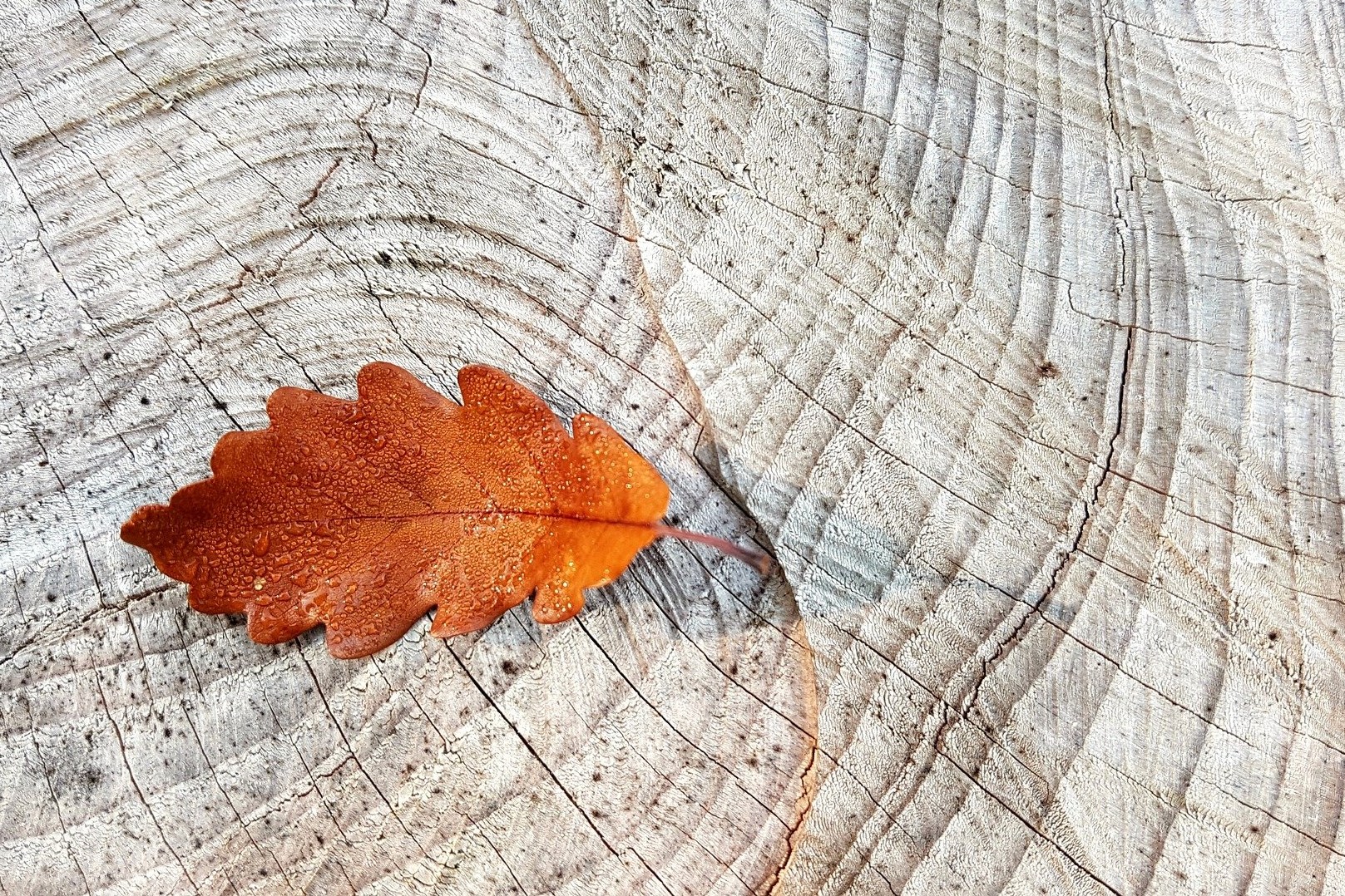 Herbst