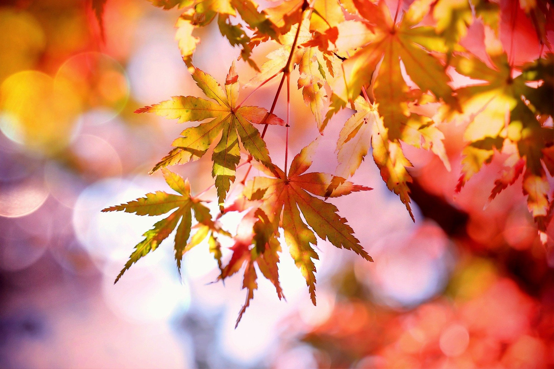 Herbstlaub
