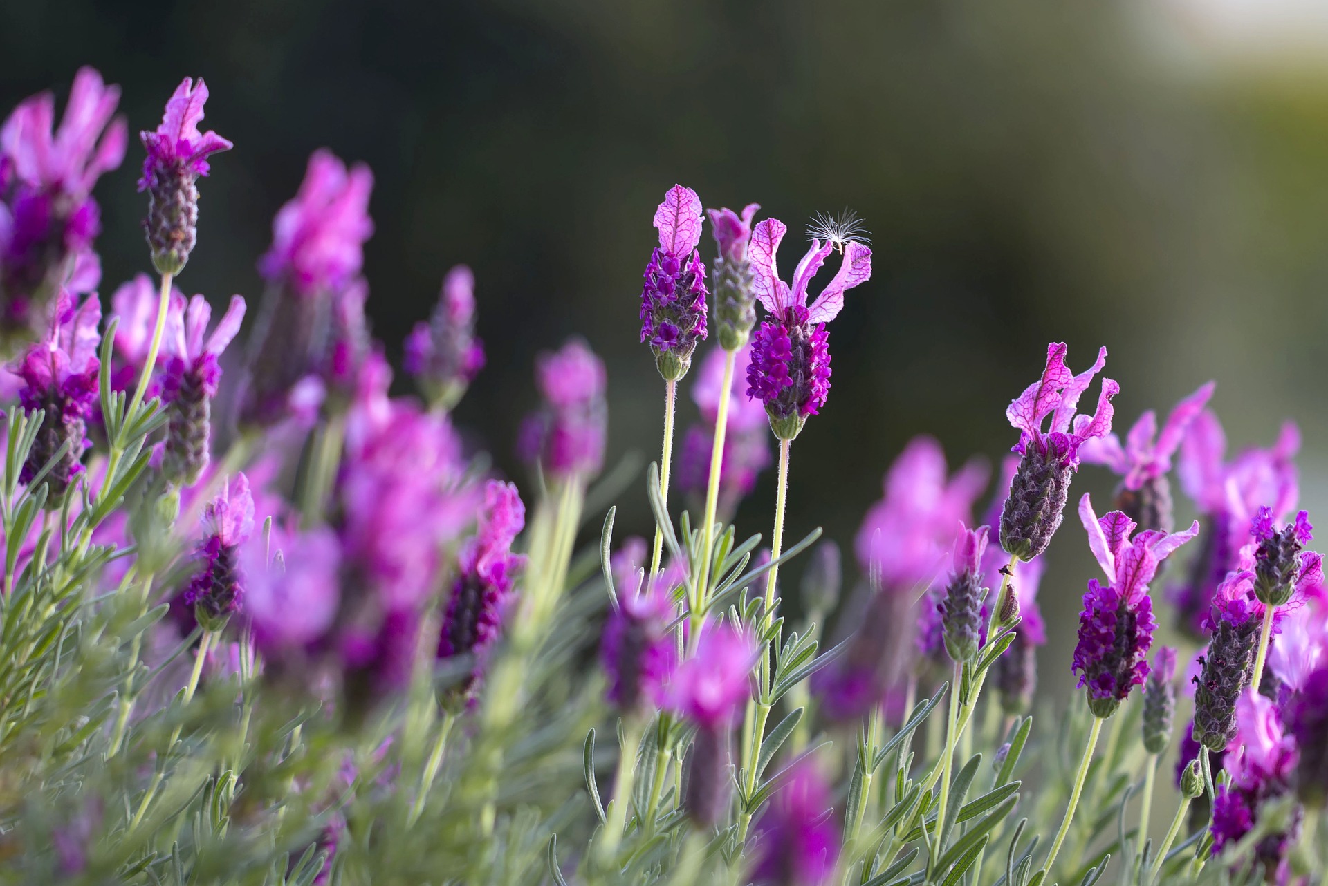 Lavendel