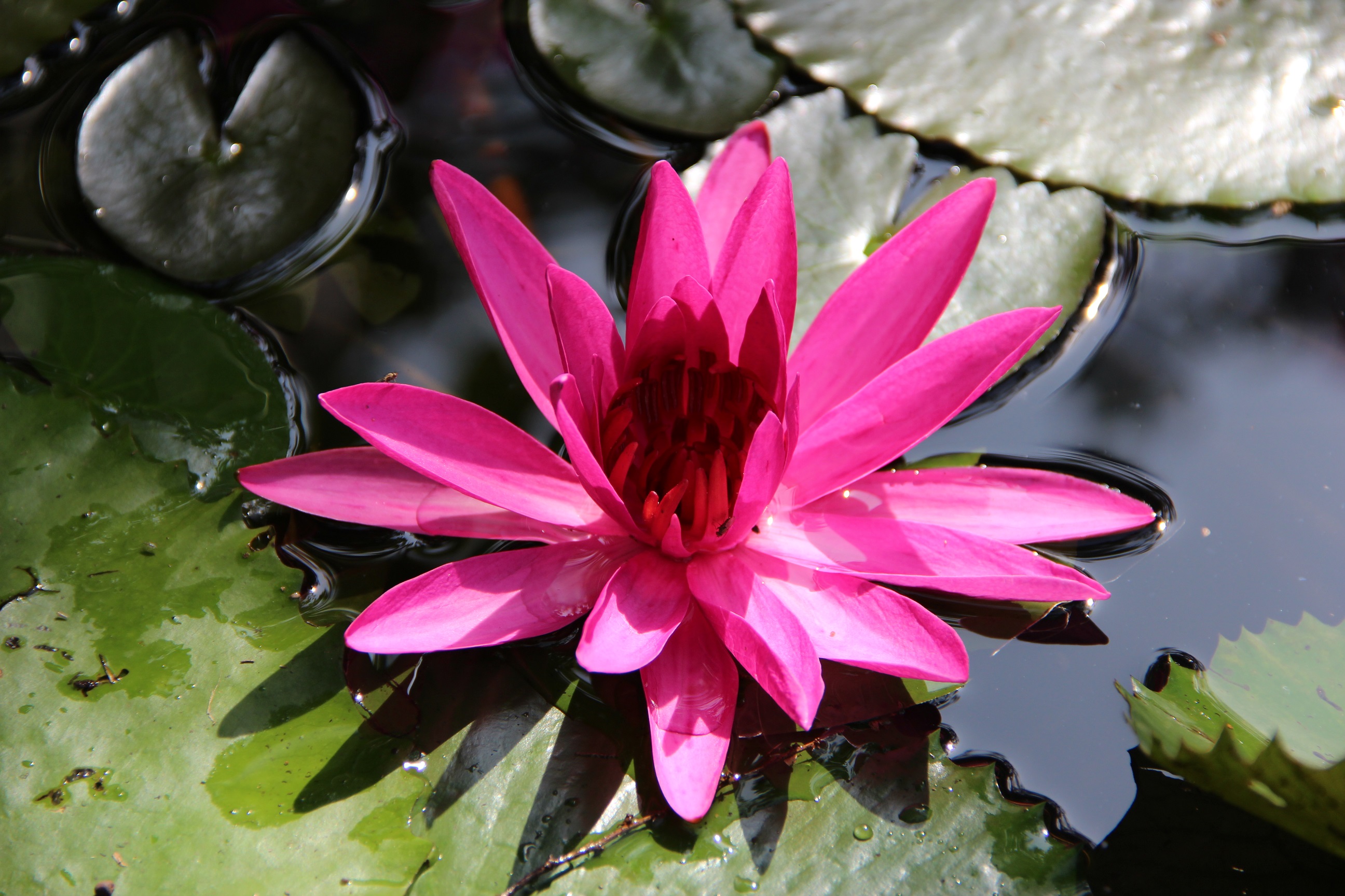 Lotusblüte
