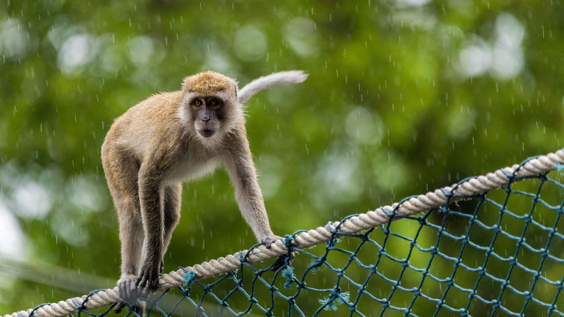Affe im Regen