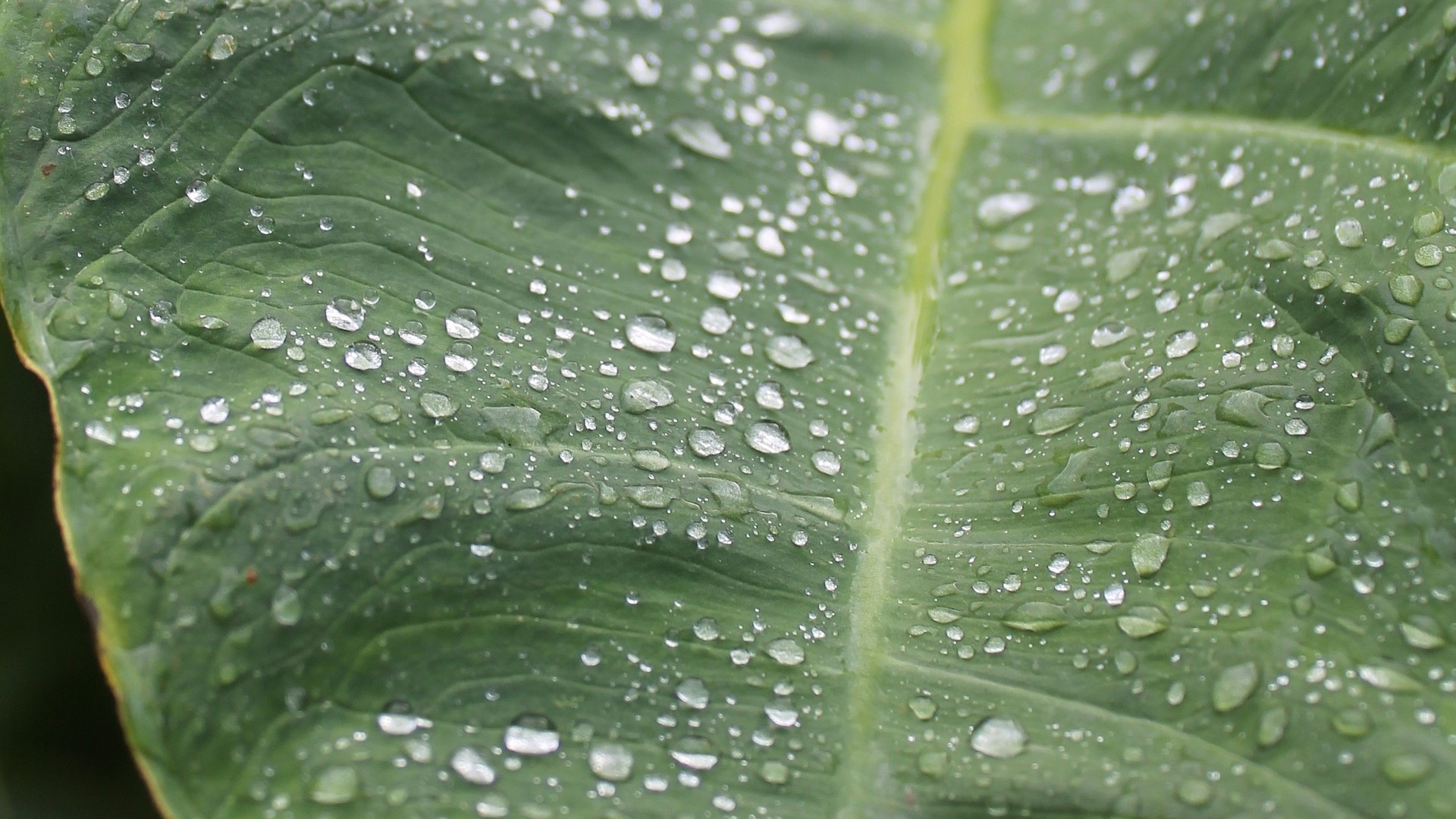 Blatt im Regen