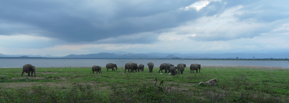 Elefanten Nationalpark
