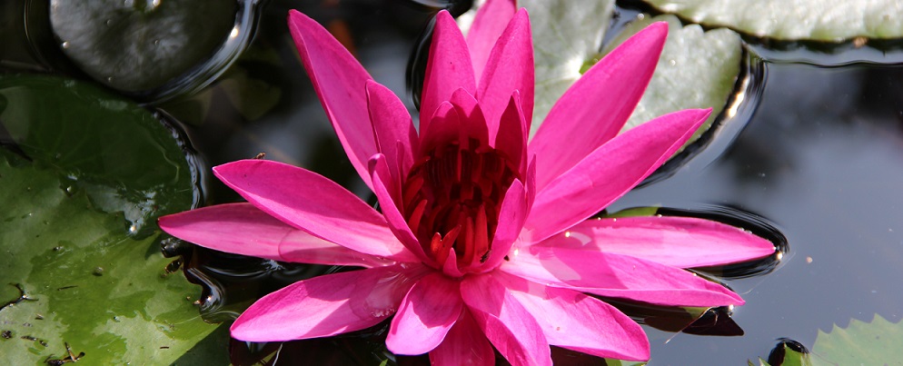 Ayurveda Lotus Bluete